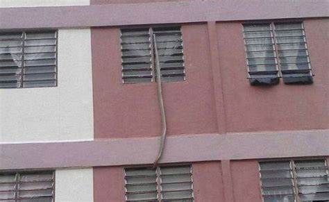 King Cobra Invades An Apartment In Malaysia Barnorama
