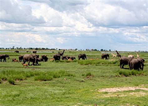 Visit Chobe National Park On A Trip To Botswana Audley