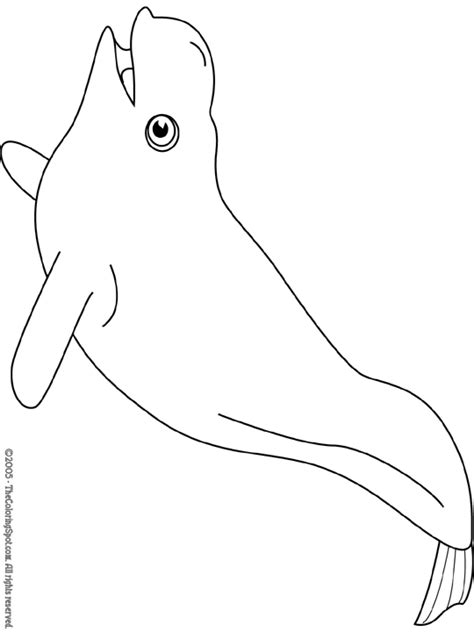 beluga whale coloring page audio stories  kids  coloring