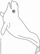 Coloring Pages Whale Beluga Shark sketch template