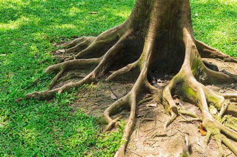tree roots affect  pipes bfp dallas blog