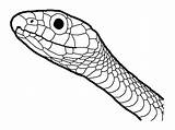 Cobra Snakes Reptile Reptiles Sheets Amphibian Anaconda These Coloringfolder Mandala sketch template