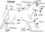 Horse Enchantedlearning Quiz Mustang Printouts Animal Label Anatomy Camp Mammals Horses Wild Gif Mustangs Fast Horseback Riding sketch template