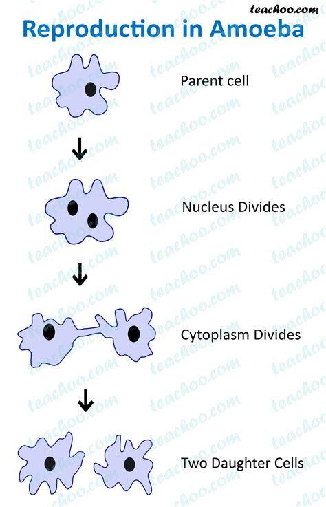 asexual reproduction  animals diagram