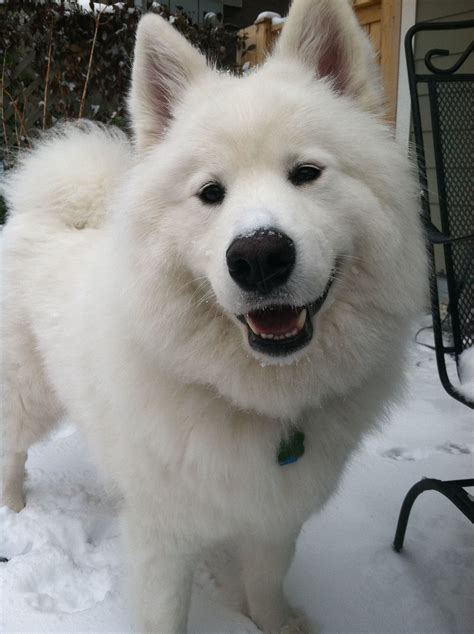 skookum puppy loves  snow hes  nutty  angel atkaitlyn lawson puppies puppy love