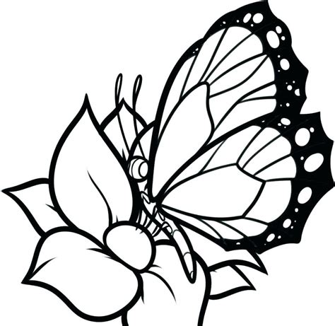 blank butterfly coloring pages  getdrawings