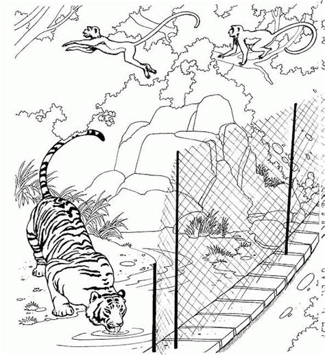 tiger coloring pages coloringpagescom