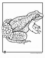 Frog Eggs Cycle Coloring Life Clipart Pages Animal Frogs Printer Send Button Special Print Only Use Click Kids Library sketch template