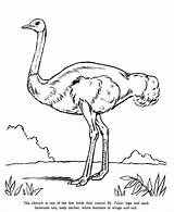 Coloring Ostrich Pages Animals Zoo Animal Drawing Printable Drawings Kids Honkingdonkey Print Preschool Identification Popular Raisingourkids Gif Book Visit Coloringhome sketch template