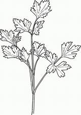Parsley Hierbas Mewarna Pintar Cilantro Sayur Sayuran Ervas Coriander sketch template