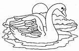 Colorear Cisne Cisnes Luna Pareja Bajo sketch template