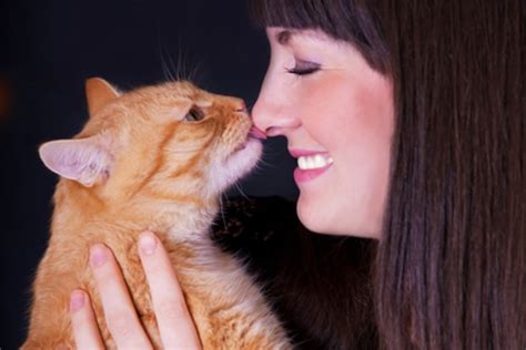 Why Do Cats Lick You 7 Things To Know Catster