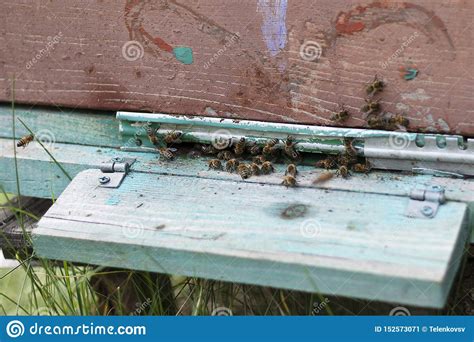 Bees Fly To The Hive And Collect Honey Bee House In The