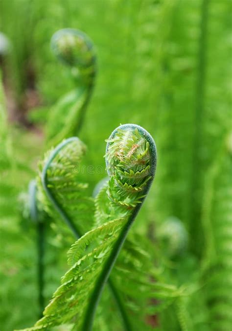 fern fiddleheads stock photo image  plant leaves