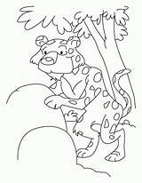 Kolorowanki Gepardy Leopardy Seite sketch template