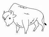 Bison Coloring Smiling Size Print sketch template