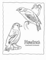 Coloring Pages Birds Finch Yellow Africa Print Timbuktu Template sketch template