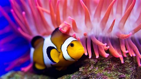 wallpaper clownfish diving red sea coral worlds  diving sites