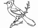 Jay Blue Coloring Pages Bird Flying Drawing Baseball Kids Printable Jays Colouring Mlb Logo Getdrawings Color Getcolorings Print sketch template
