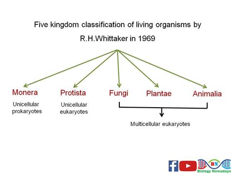 Draw A Flow Chart Of Five Kingdom Classification