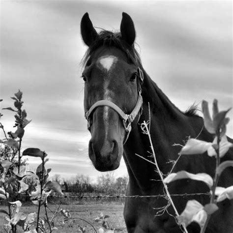 black  white horse black  white photography photo  fanpop