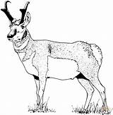 Pronghorn Coloring Antelope Pages Drawing Printable Chamois Adult Drawings Designlooter Info Supercoloring Getdrawings 720px 9kb Mandala Color sketch template