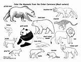 Coloring Carnivores Carnivore Pages Drawing Animals Kids Pdf Printing Educational Nature Exploringnature Bear Mountain Getdrawings Choose Board sketch template