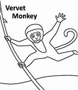 Animal Coloring Word Search Monkey Vervet Animalfactguide sketch template
