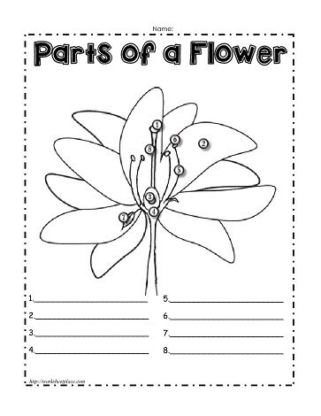 parts   flower worksheets