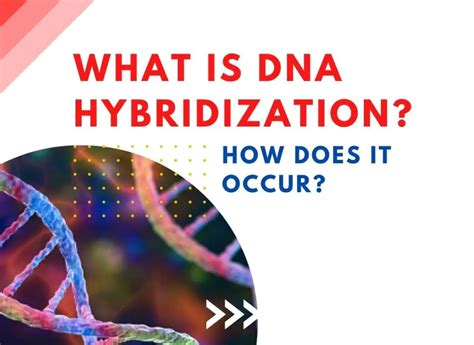 dna hybridization     occur genetic education