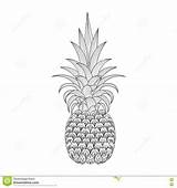 Pineapple Zentangle Ananas Mandala Frutta Decorato Tribale Esotica Disegnato sketch template