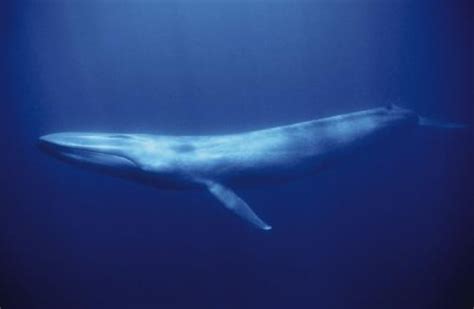 aquarium   pacific  learning center blue whale
