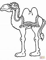 Camel Coloring Pages Camels Printable Standing Cartoon Drawing Kids Animals Color Paper Print Crafts sketch template