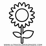 Girassol Girasol Girasole Colorare Sunflower Sponsored Ultracoloringpages Coloringcity sketch template