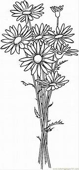 Daisy Coloring Flowers Pages Flower Printable Draw Patterns sketch template