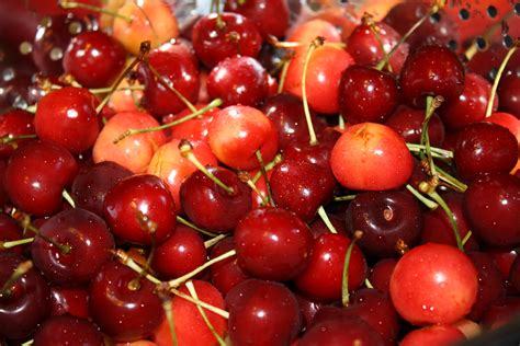 fruit   day cherries