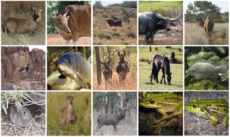 native species  count  conservation   australia