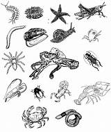 Coloring Invertebrates Pages Invertebrate Printable Getcolorings Color Print Animals sketch template