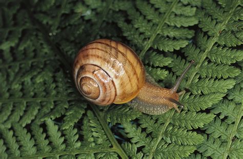here s everything you need to know about snail sex which is oddly fascinating and obviously