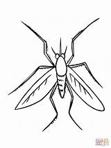 Mosquito Coloring Pages Insect Drawing Color Printable Aphid Colorings Supercoloring Clipartmag Getcolorings Insects Categories sketch template