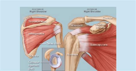 anatomy   shoulder source reprinted  permission  webmd  scientific