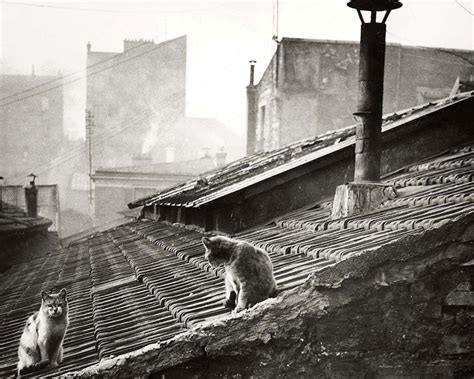 Cats On A Roof In Paris 1947 ~ Vintage Everyday