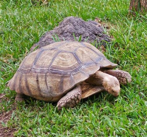 tourtle turtle