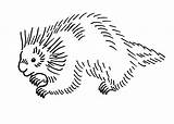 Porcupine Porcupines sketch template