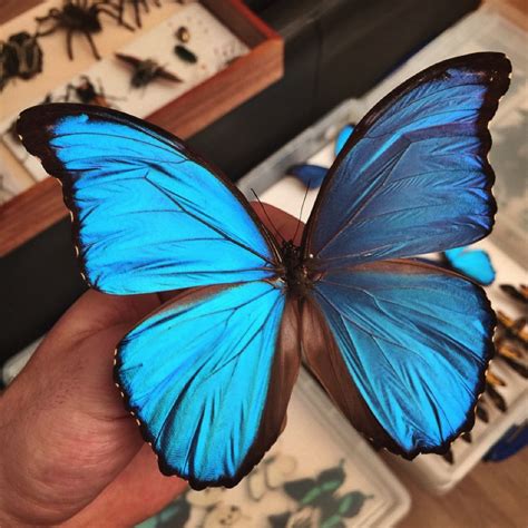 Menelaus Blue Morpho Xl Butterfly In Box Frame Morpho