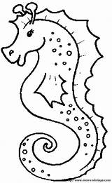 Colorat Seahorse Desene Seepferdchen Calutul Hippocampe Tecido Kolorowanki Morskie Caballitos Animale Planse Koniki Cavalo Marinho Caluti Ausmalbilder P21 Morski Konik sketch template