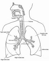Respiratory System Skeleton sketch template