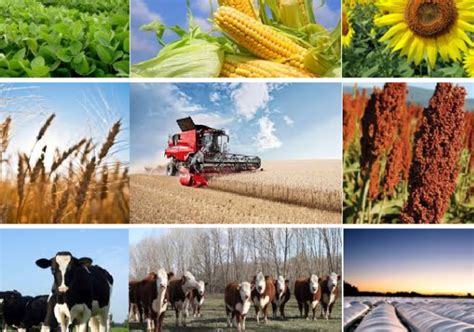 5 Acciones Para Impulsar El Sector Agro Y Garantizar El Abasto De