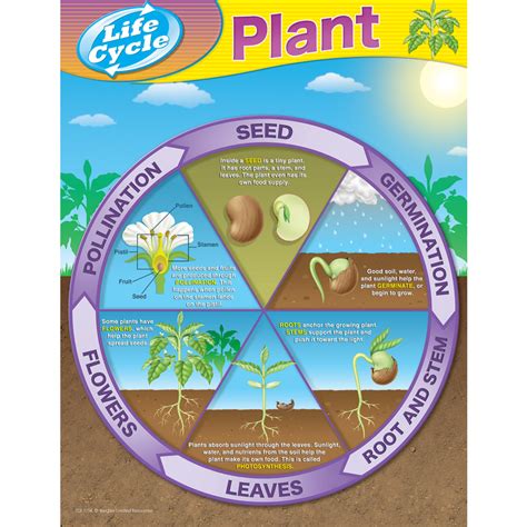 plant life cycles chart tcr teacher created resources