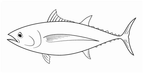 tuna fish drawing  paintingvalleycom explore collection  tuna